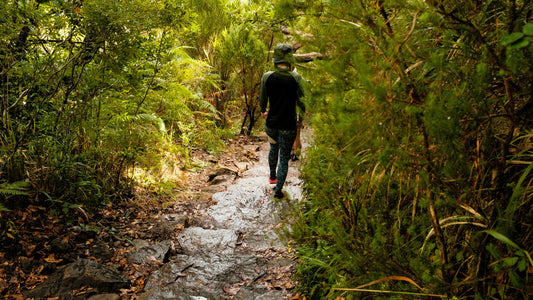 Discover the Hidden Treasures of the Forest: A Sustainable Adventure 🌳🌲